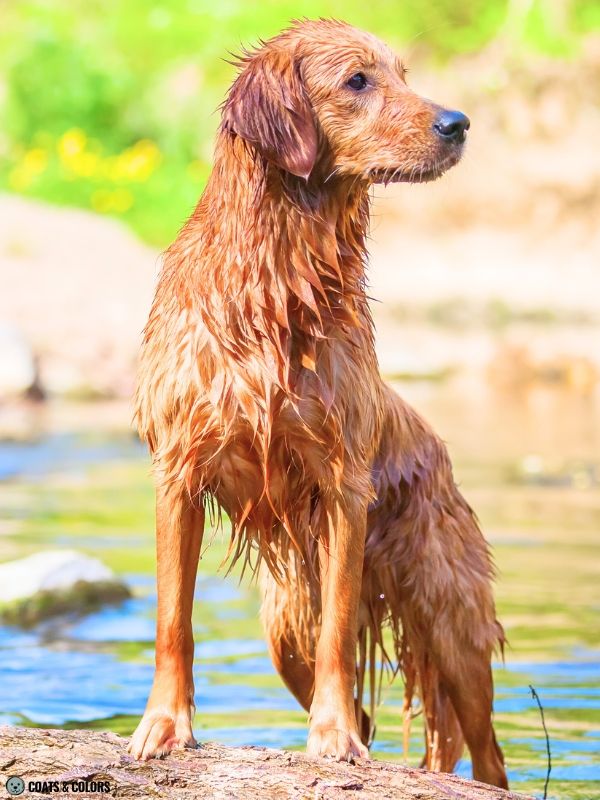 Golden Retriever Coat Colors dark golden 6