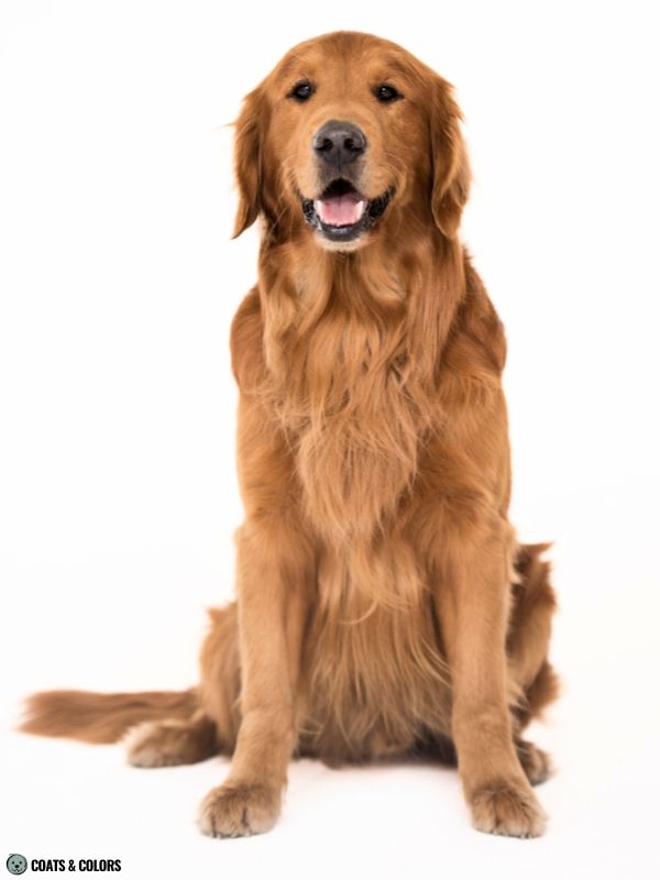 Golden Retriever Coat Colors dark golden 8