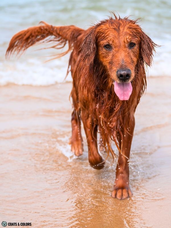 Golden Retriever Coat Colors fox red 1