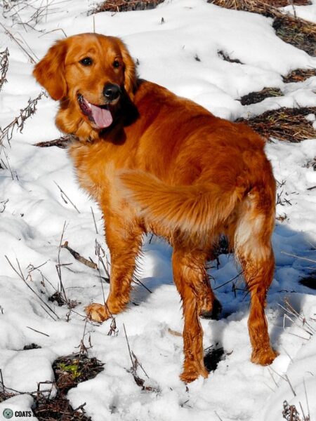 Golden Retriever Coat Colors | Coats and Colors