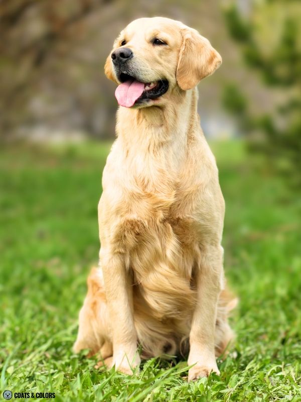 Golden Retriever Coat Colors golden 10