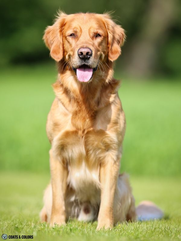 Golden Retriever Coat Colors golden 11