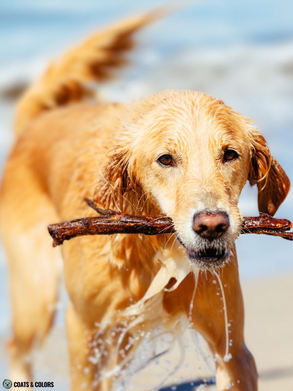 Golden Retriever Coat Colors golden 3