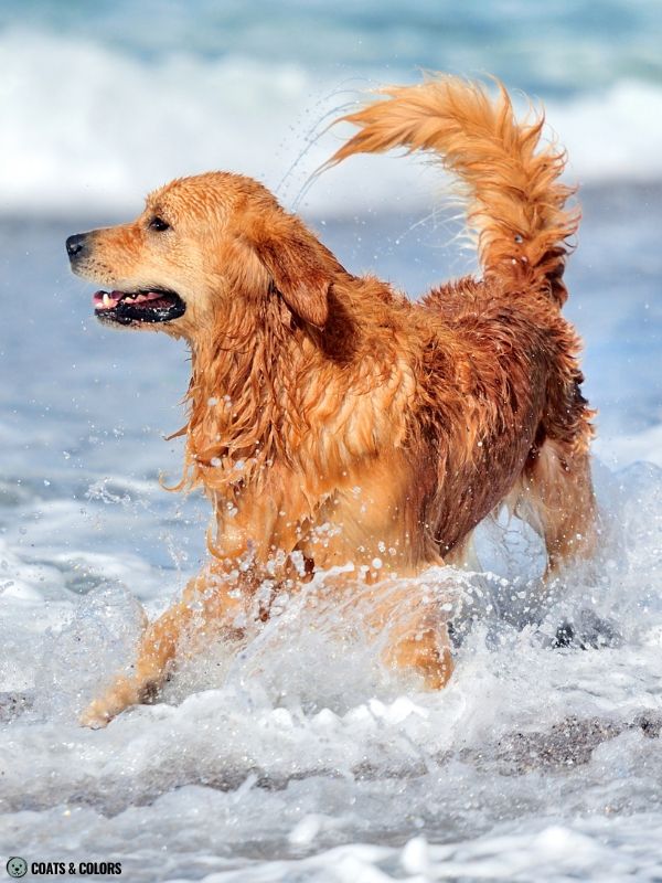 Golden Retriever Coat Colors golden 6