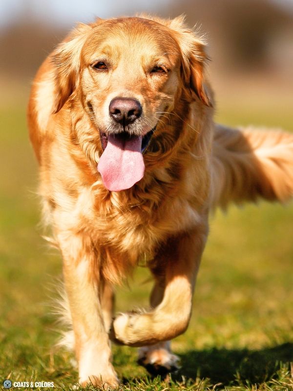 Golden Retriever Coat Colors golden 7