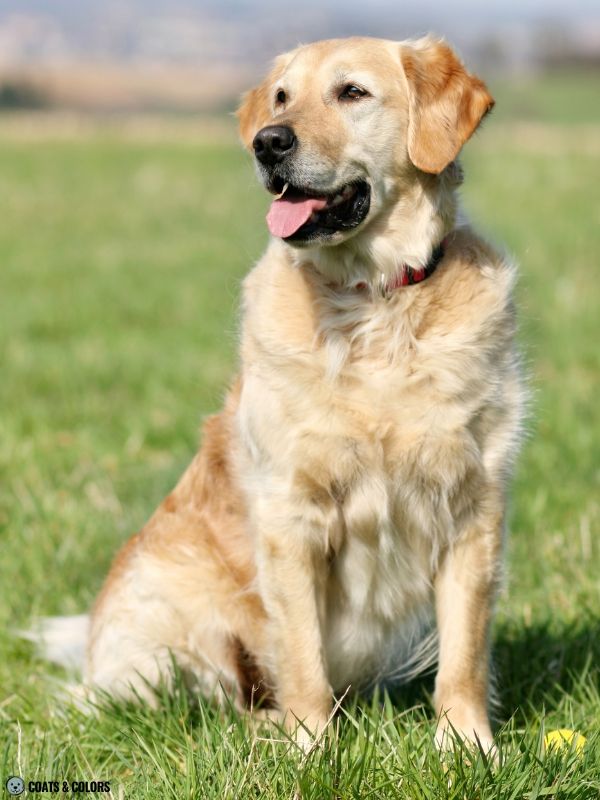 Golden Retriever Coat Colors golden 9