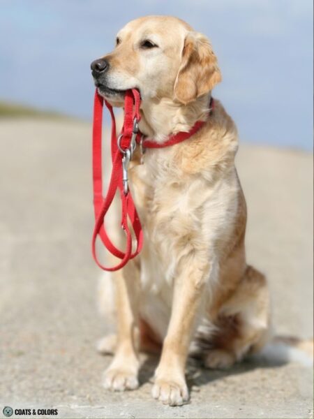 How to groom your golden retriever at home? - 4dogs.ca