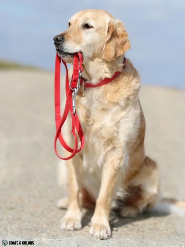 Golden Retriever Coat Colors light golden 2