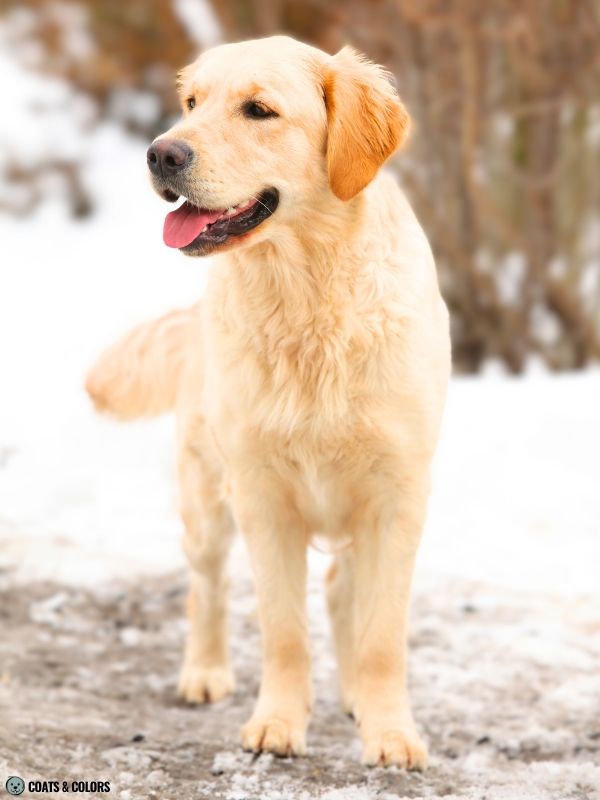 Golden Retriever Coat Colors light golden 6