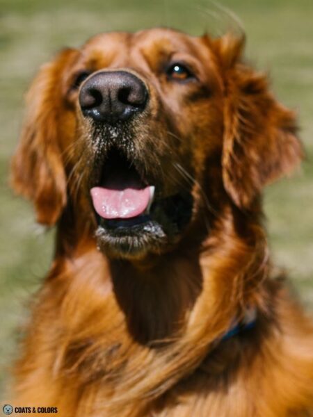 Golden Retriever Coat Colors | Coats and Colors