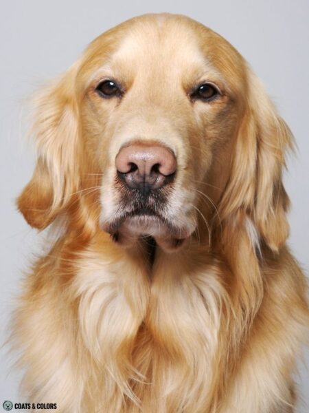 Golden Retriever Coat Colors | Coats and Colors