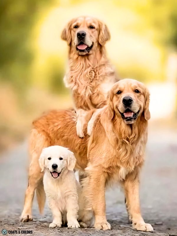 Golden Retriever Coat Colors puppy coat