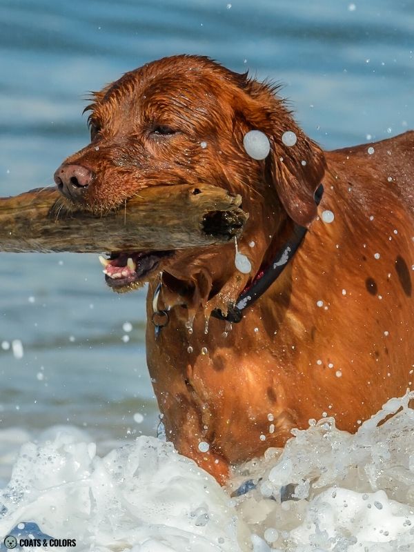 Golden Retriever Coat Colors red