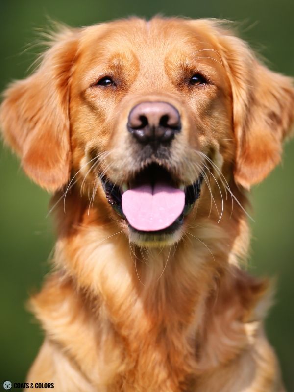 Golden Retriever Coat Colors whiskers