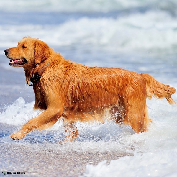 Golden Retriever coat type 1