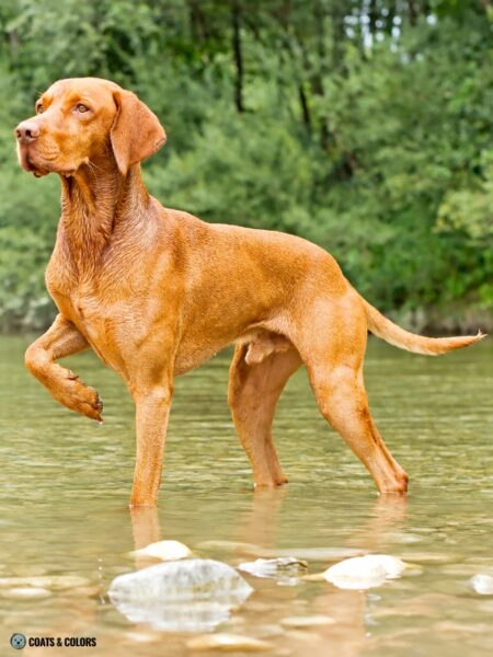 Vizsla Coat Colors | Coats and Colors