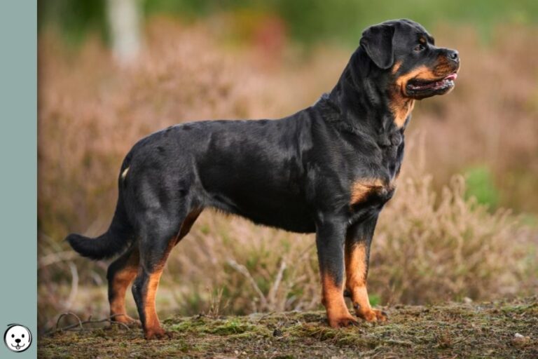 Rottweiler Coat Colors | Coats and Colors