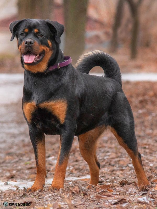 Rottweiler Coat Colors lighter tail