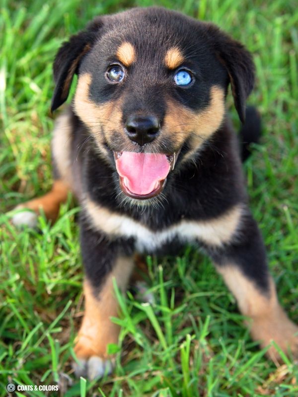 Rottweiler Coat Colors mixed puppy blue eyes