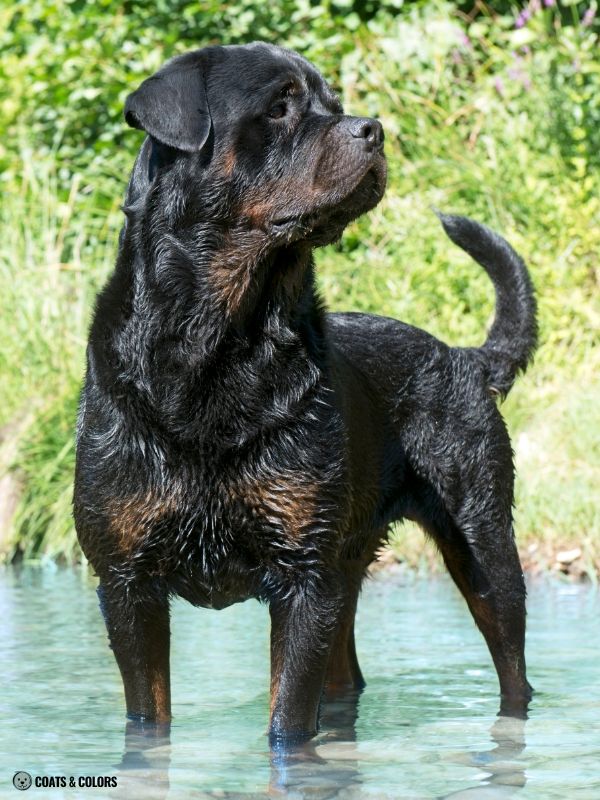 Rottweiler Coat Colors sooty smut