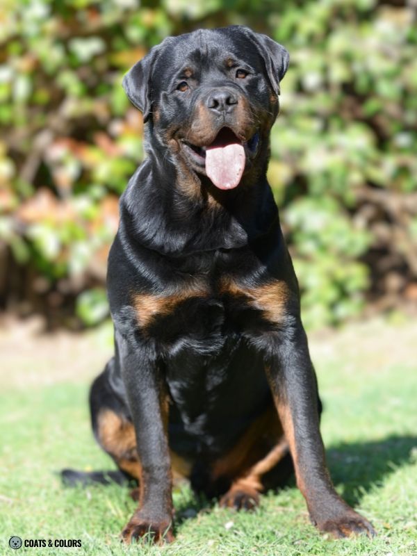 Rottweiler Coat Colors sooty