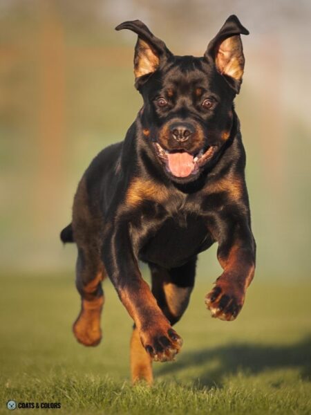 Rottweiler Coat Colors | Coats and Colors