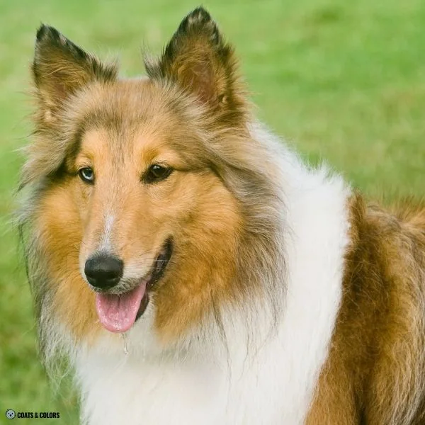 Sable Merle Collie blue eye