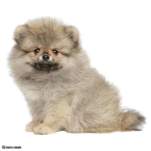 Sable Merle Pomeranian sable puppy shading