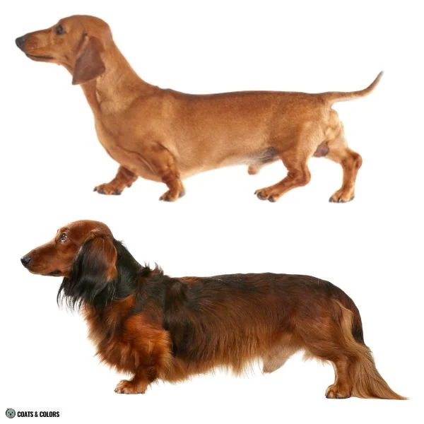 Sable Merle example clear sable vs shaded sable