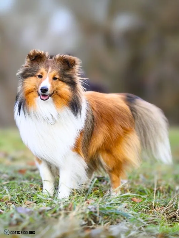 Sable Merle example sable and white Sheltie