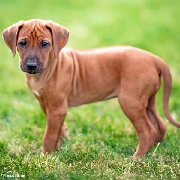 Sable Merle examples Ridgeback puppy clear sable no puppy shading
