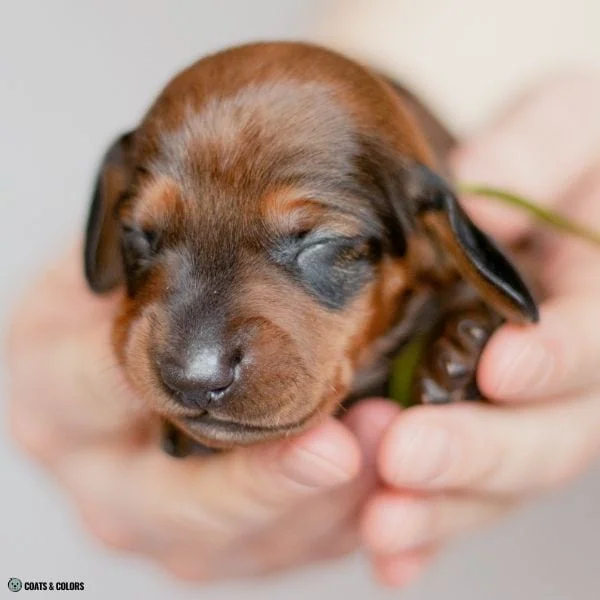 Sable Merle examples very young sable puppy