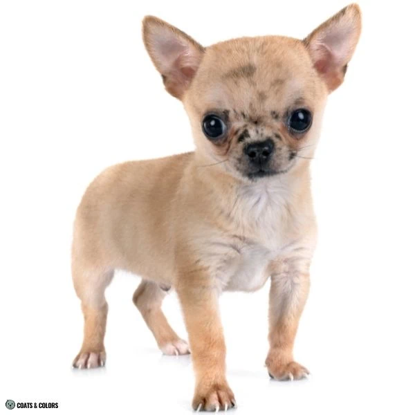 Sable Merle mask puppy Chihuhua