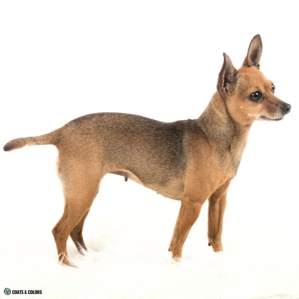 Sable Merle medium overlay