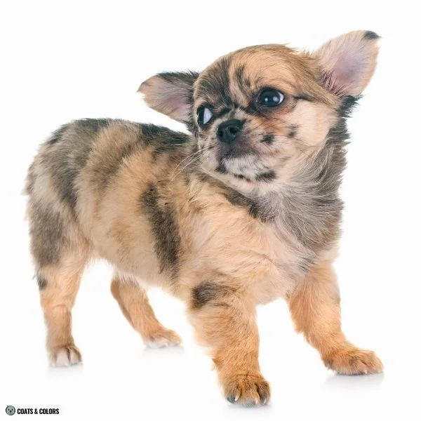 Sable Merle puppy Chihuahua