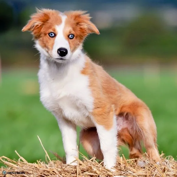 Sable Merle red dog blue eyes