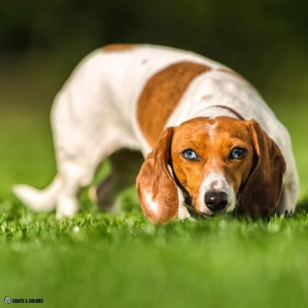 Sable Merle red piebald Dachshund blue eyes
