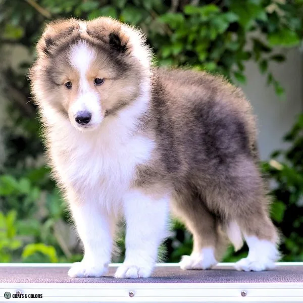 Sable Merle sable puppy shading
