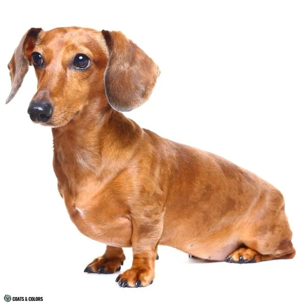 Sable Merle Dachshund red dapple