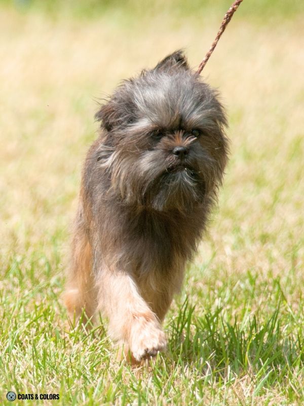 Affenpinscher Coat Colors belge