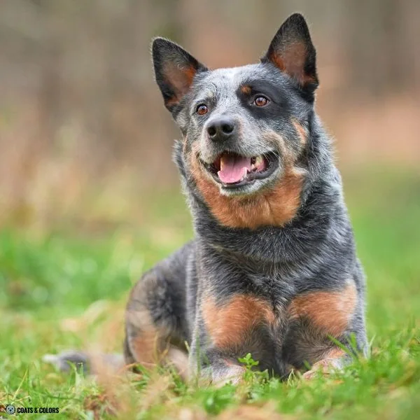 Black and Tan Australian Cattle Dog
