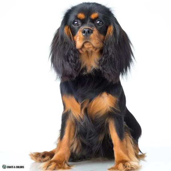 Black and Tan Cavalier King Charles Spaniel