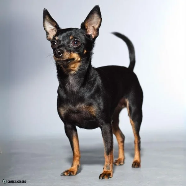 Black and Tan Chihuahua small chest markings