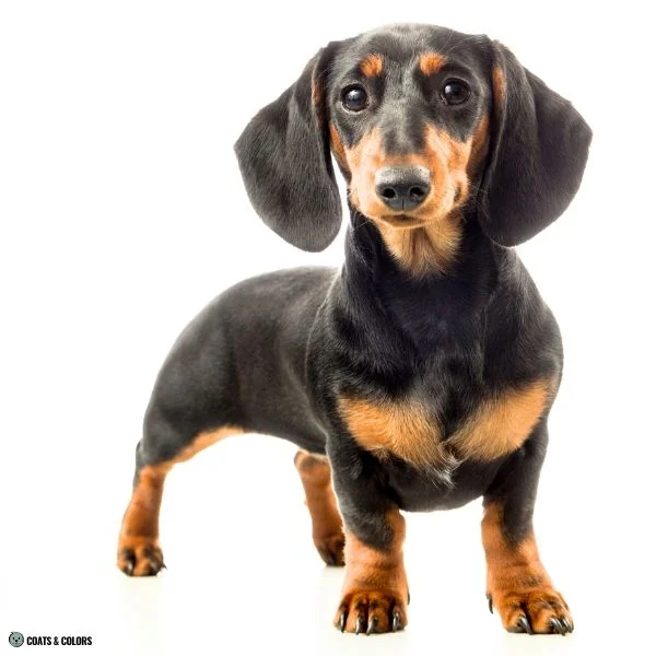 Black and Tan Dachshund separate chest markings