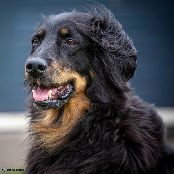 Black and Tan Hovawart