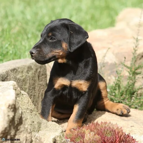 Black and Tan Jagdterrier