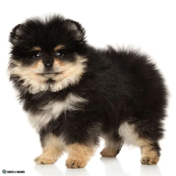 Black and Tan Pomeranian