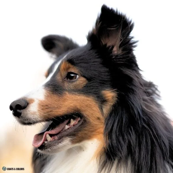 Black and Tan Sheltie tan goggles