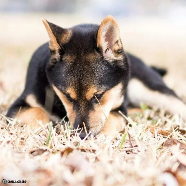 Black and Tan Shiba