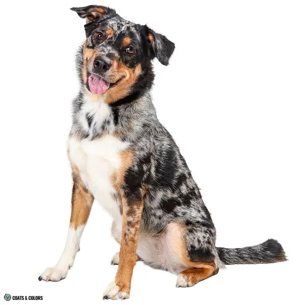 Black and Tan black merle tri